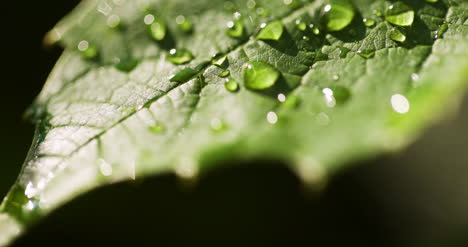 water drops on leaf surface 2