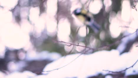 great tit in winter forest