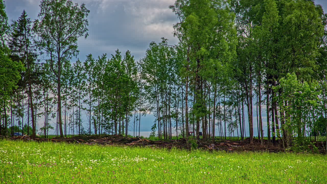 여러 개의 나무 통나무를 다루면서 숲에서 작동하는 자동화된 조작기 트랙터의 샷