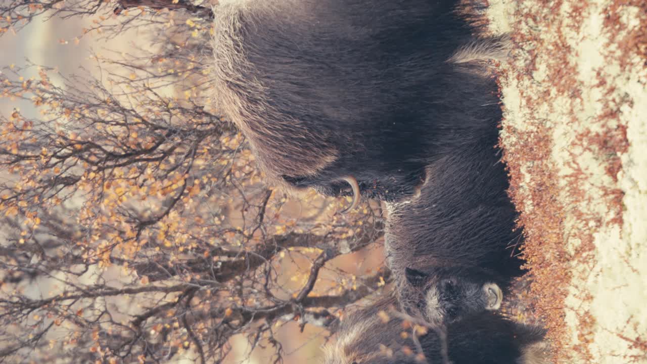 primer plano vertical de la familia del buey almizclero de pie en el campo con nieve fresca en las zonas montañosas de dovre en noruega