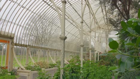 Glasshouse-Interior-At-National-Botanic-Gardens-In-Glasnevin,-Ireland