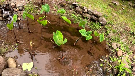 plantas verdes de taro que crecen en los jardines tropicales del valle de iao, al oeste de maui