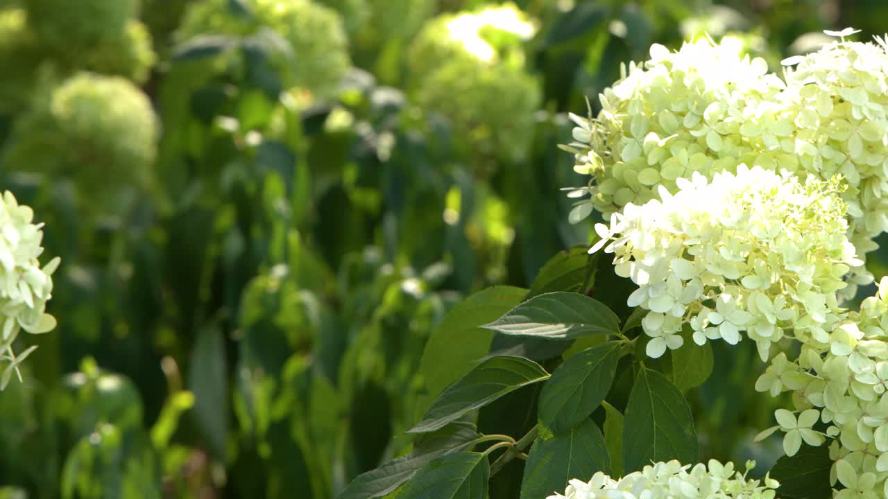 Lush white hydrangea flower clusters sway gently amidst green foliage in bright summer sunlight