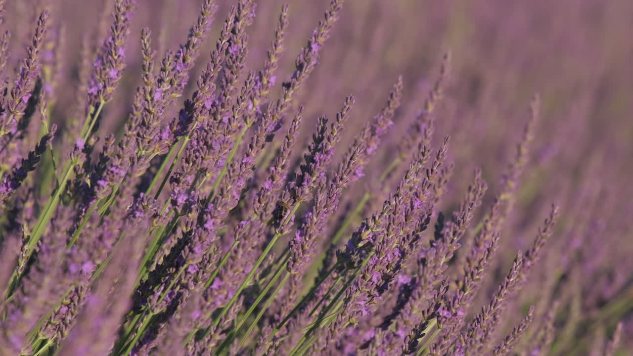 lavanda flor morada que florece en verano