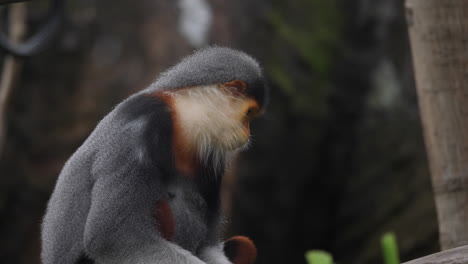 Red-faced Monkey