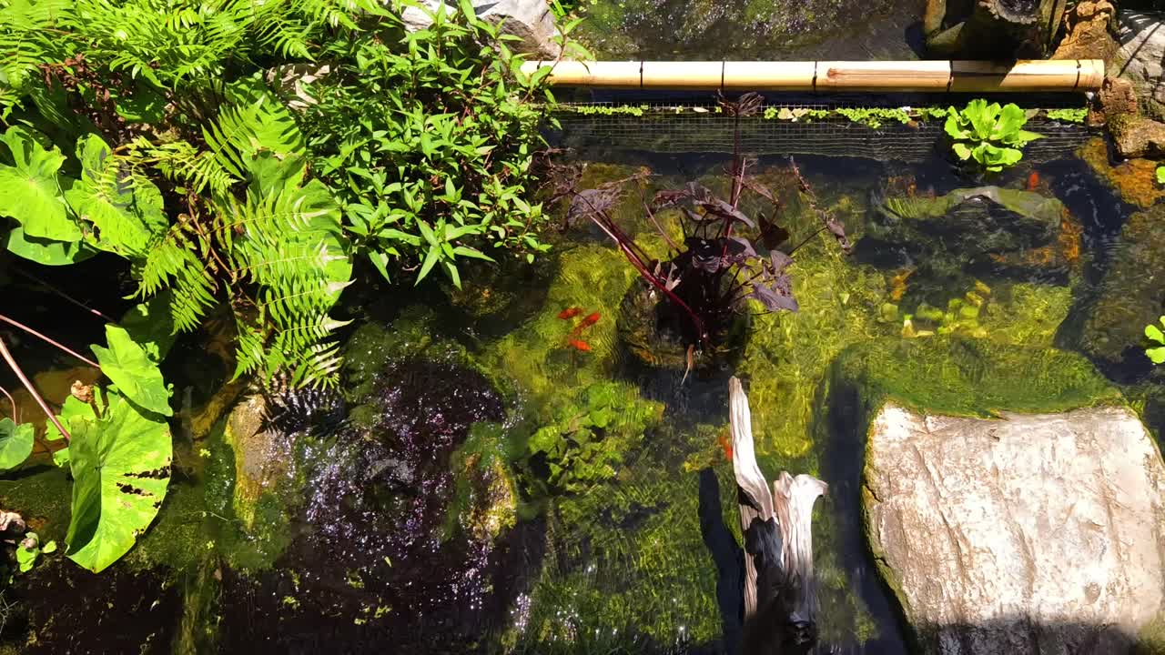 Beautiful Koi Pond with Lush Plants and Rocks