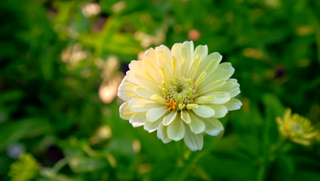 polar white zinnia surrounded by lush green garden