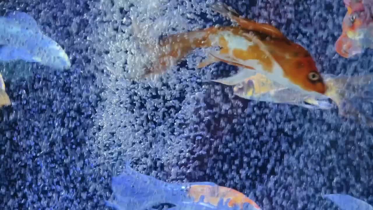 수족관 에 있는 다채로운 물고기