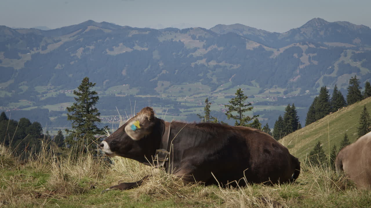 A mountain cow with a large bell lies comfortably on a meadow and eats grass. In the background is a beautiful mountain panorama from the Allgäu in Germany.
