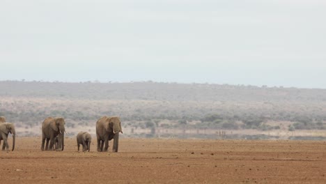 amplio clip de una manada familiar de elefantes caminando sobre una llanura polvorienta en amboseli, kenia