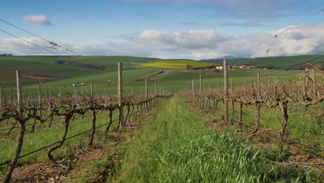 View-down-pruned-vineyard-rows,-rolling-green-hills-in-background,-blue-cloudy-sky