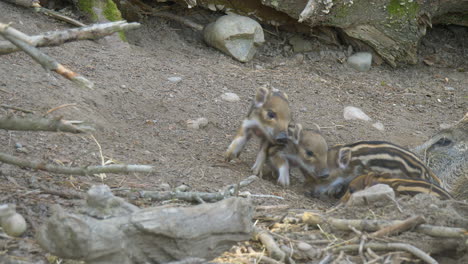 Nahaufnahme-Von-Verspielten-Wildschweinen,-Die-In-Der-Wildnis-Gegeneinander-Kämpfen,-Prores-Qualität