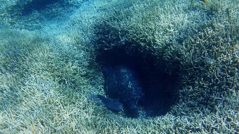 a beautiful green turtle sleeping in a hole on the seabed by the corals - underwater