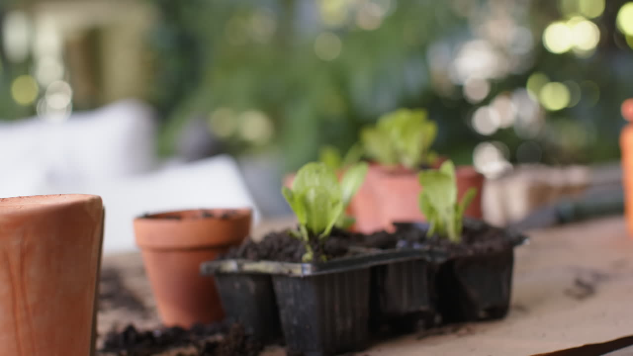 plantas listas para ser plantadas en macetas en la mesa en el porche
