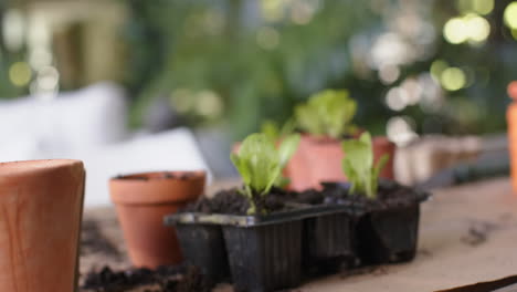 Plantas-Listas-Para-Ser-Plantadas-En-Macetas-Sobre-La-Mesa-En-El-Porche.