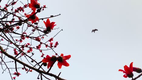 eagle flying as red silk cotton tree sways in breeze in bangladesh