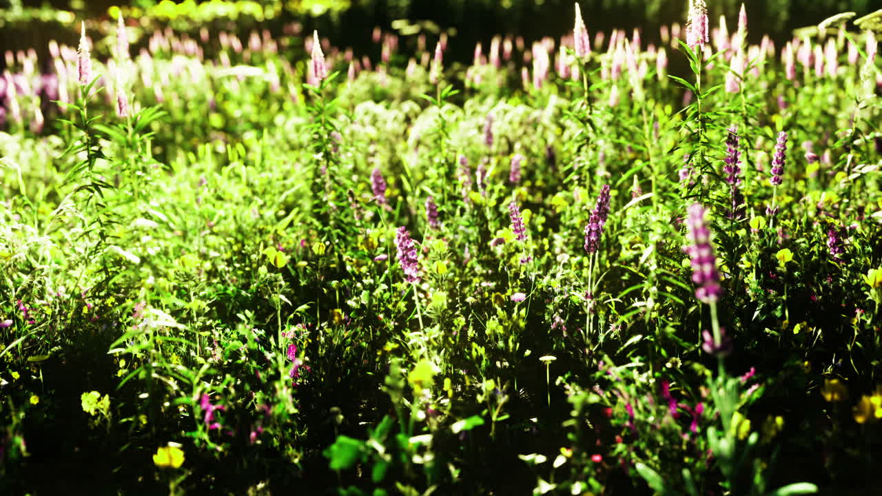 Vibrant wildflower meadow blooming with colors in a warm afternoon light