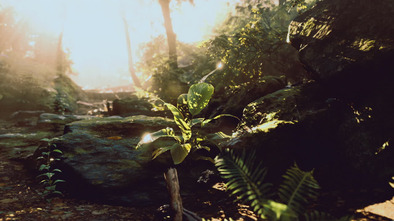 Natural sunlight filters through trees illuminating a lush forest setting