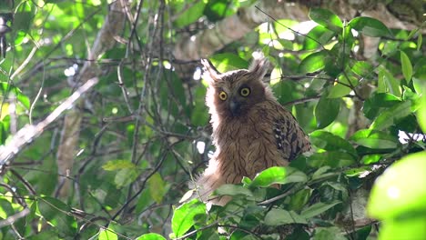 Die-Buffy-Fish-Owl-Ist-Eine-Große-Eule-Und-Doch-Die-Kleinste-Unter-Den-Vier-Fischeulen