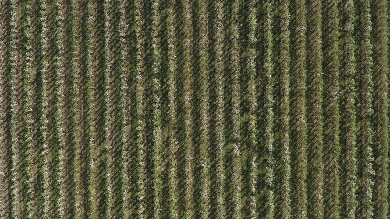 toma superior de un dron - toma aérea de una flor de manzana blanca y soleada en un campo grande 30p