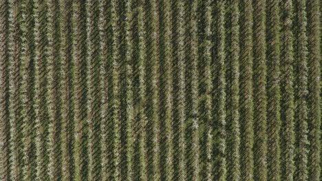 Top-shot-of-a-drone---aerial-shot-of-a-sunny-white-apple-blossom-on-a-big-field-30p