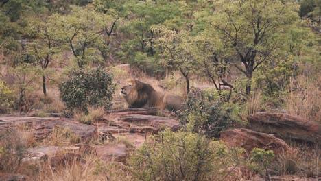 León-Acostado-Sobre-Rocas-En-Arbustos-De-Sabana-Africana-Y-Rugiendo-Repetidamente