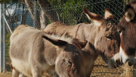 Happy-sweet-donkeys-eating-fresh-hay-on-a-farm-during-sunny-day,close-up-tilt-up