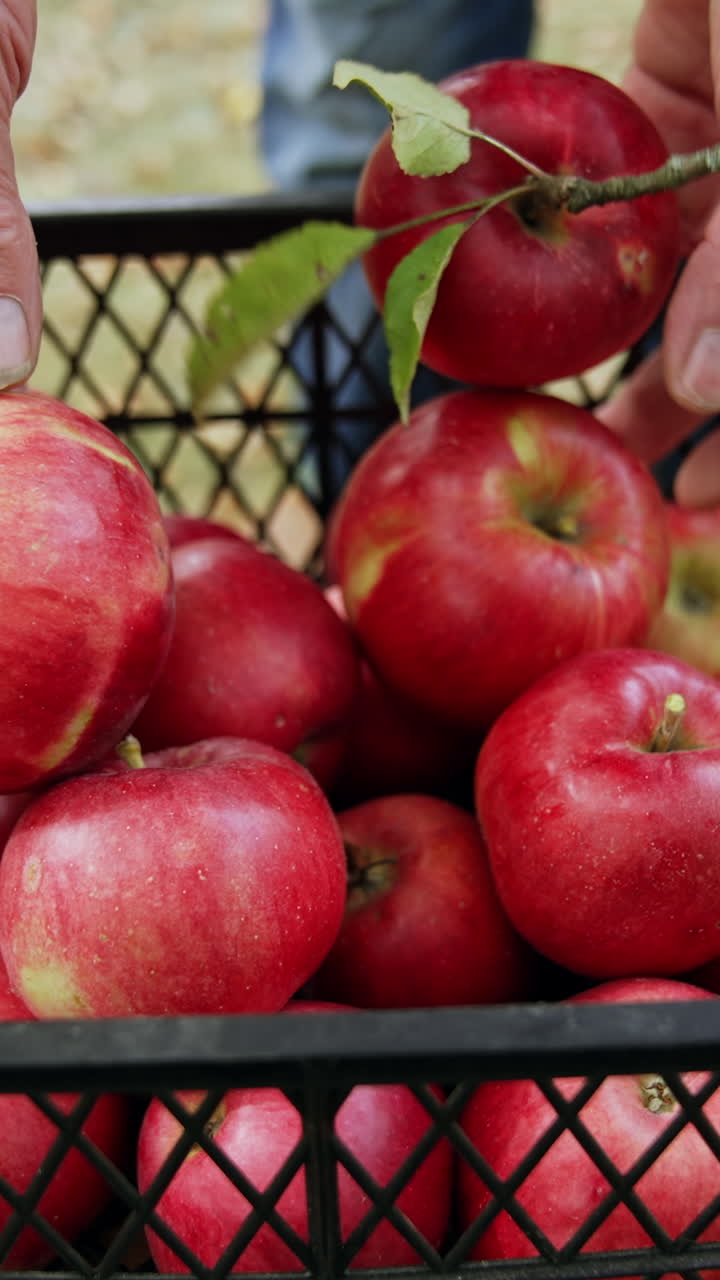 Plastic crate with red ripe organic apples. Close up. Unrecognized man comes up adding more fruit to the box. Vertical video