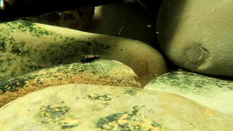 caddisfly larva crawling on a rock in a trout stream, wide view