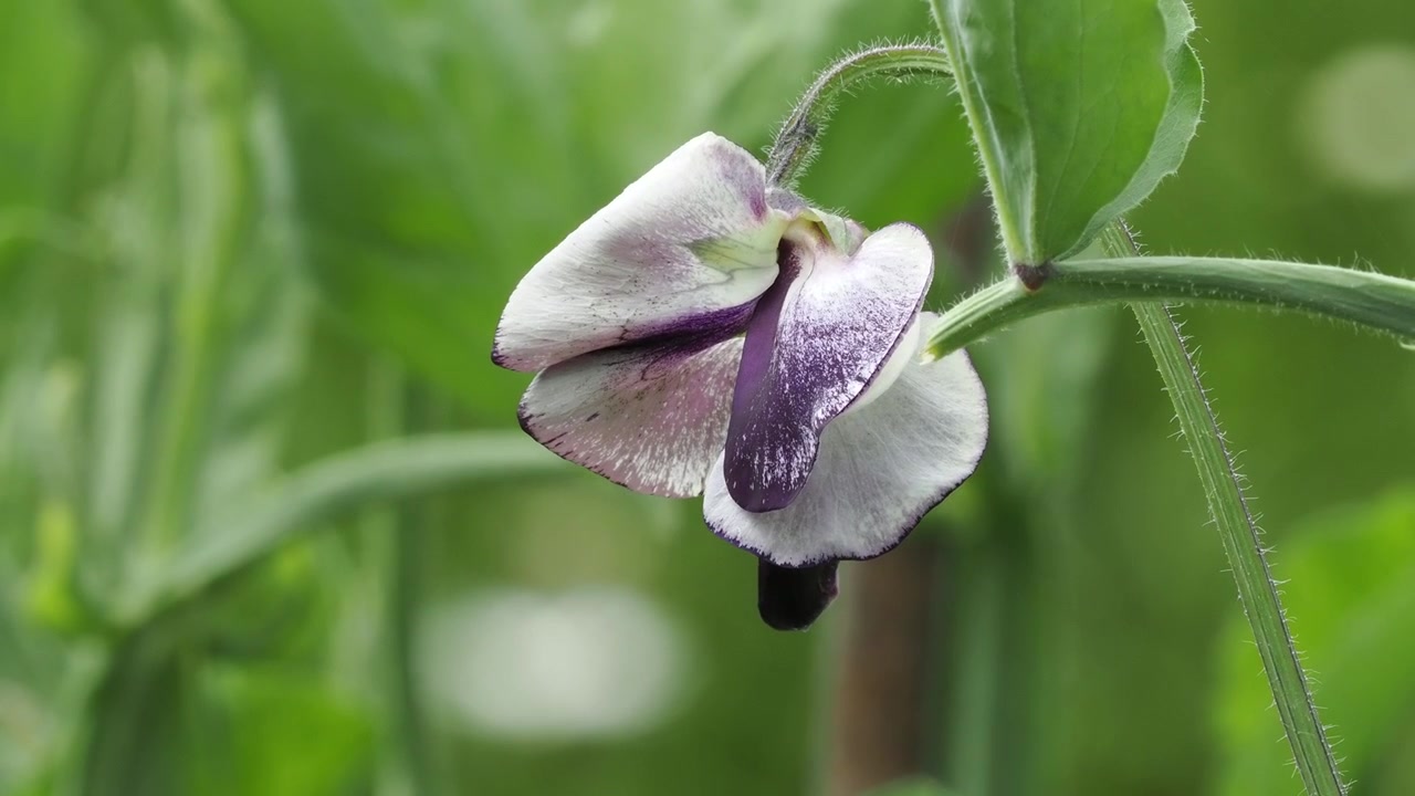 Pisello odoroso "Nimbus", fiore singolo, primo piano.