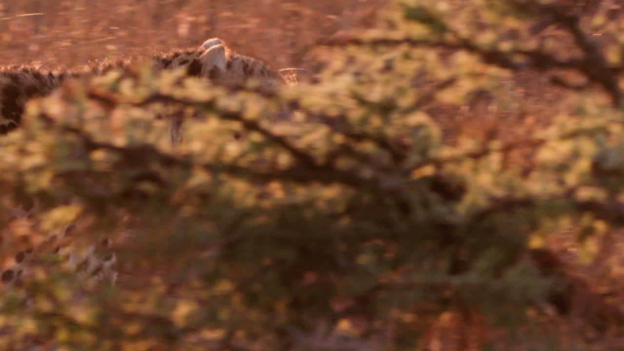Close up pan shot of a cheetah's head as it walks at sunrise