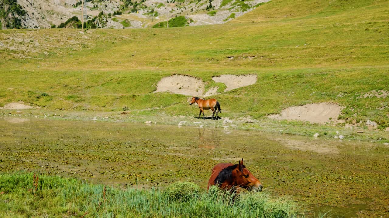 Horses Grazing in a Mountain Meadow