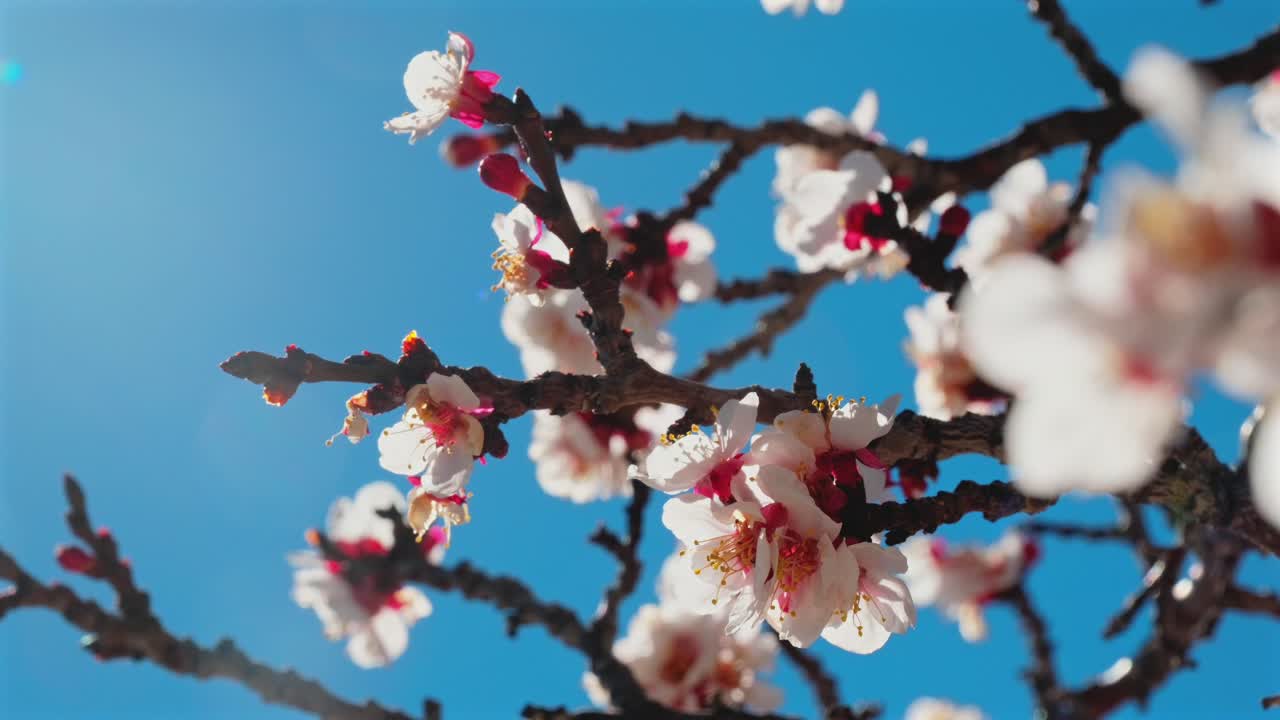 Dettaglio radioso al rallentatore di fiori primaverili mentre un'ape vola via, fornendo uno sfondo organico di alta qualità, catturando la bellezza incontaminata e le texture naturali di un ambiente di giardino soleggiato