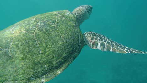 Underwater-closeup-of-green-sea-turtle-swimming-in-sunlit-water,-slomo