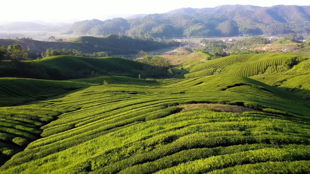 Una vista aerea rivela vivaci campi di tè disposti in linee sinuose su un terreno collinare, con la luce solare che evidenzia la vegetazione, i pendii distanti e i motivi di colture che si ripetono in un tranquillo paesaggio esterno.