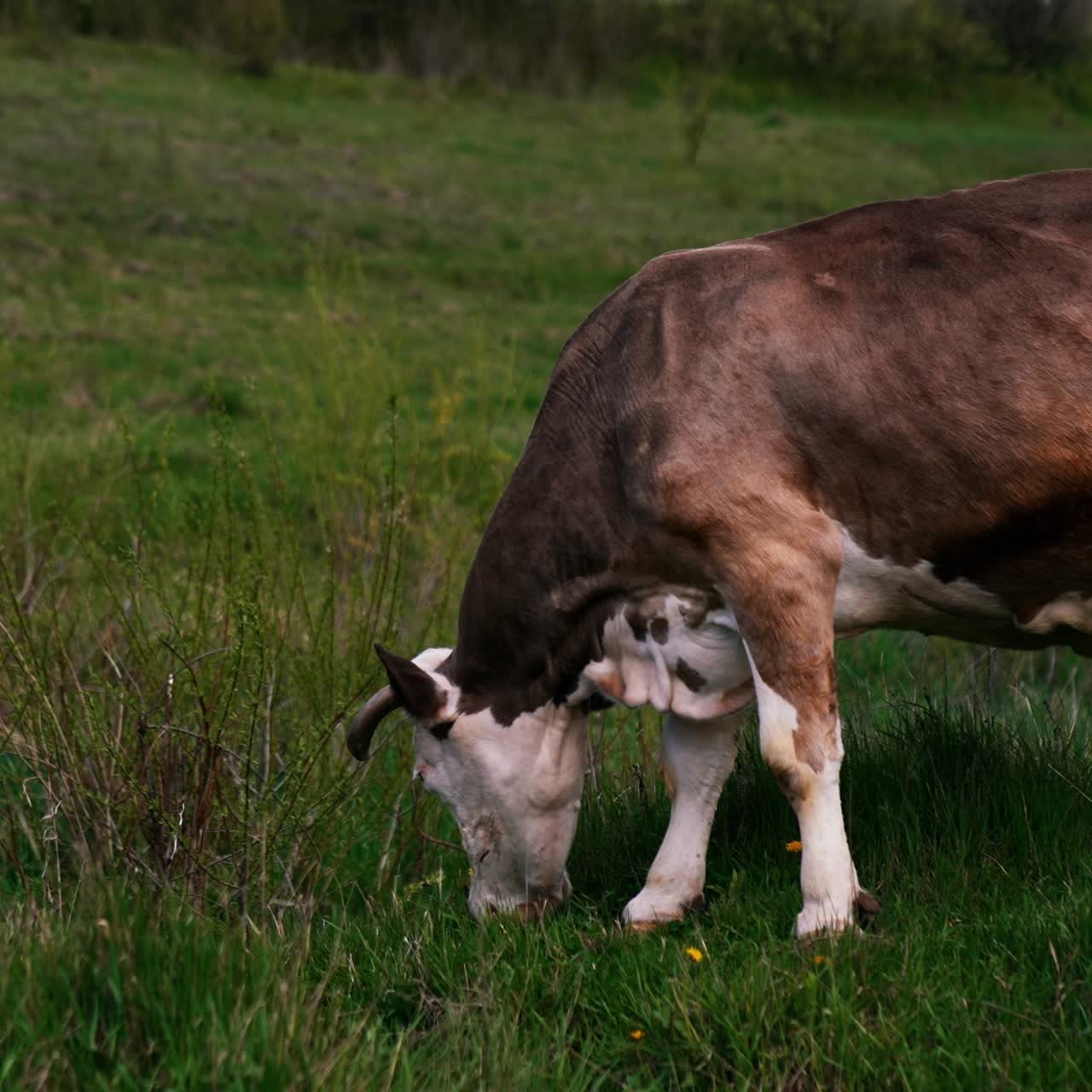 Milk cow eating grass on green meadow. Brown cow grazing fresh grass on pasture. Dairy cow on field in spring