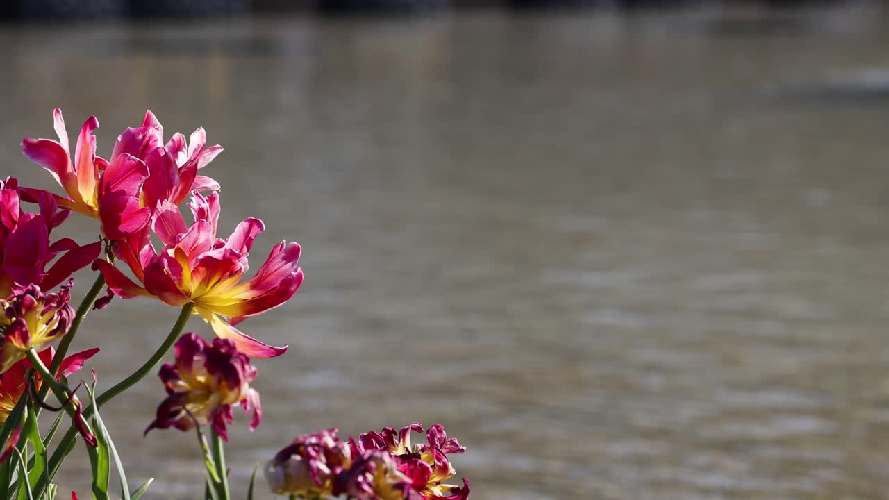 flores vibrantes balanceándose suavemente junto a un río