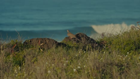 a zebra dove watches out over the rolling turquoise waves of the pacific ocean from a a grassy cliff edge