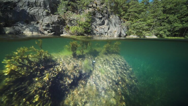 Fiordo con vista divisa tra sopra e sotto l'acqua.