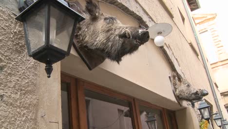 Una-Cabeza-De-Jabalí-Cuelga-Fuera-De-Un-Restaurante-En-Italia-1