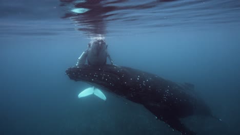 Humpback-Whales-mother-supports-calve-in-clear-water-swimming-at-the-surface-around-the-Islands-of-Tahiti,-French-Polynesia