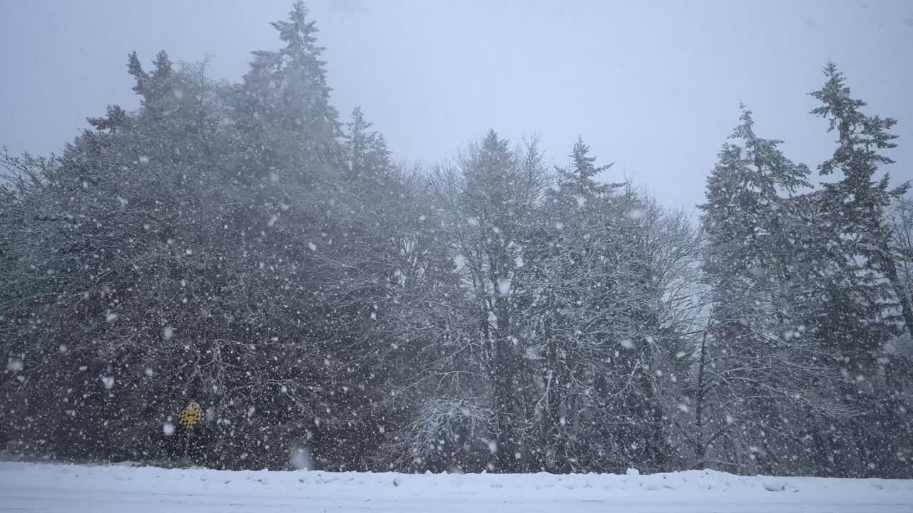 Kraftig snøfall på store trær