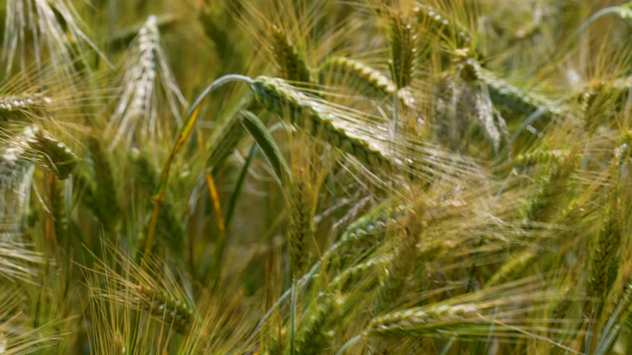 Dense field of barley stalks with golden and green hues, showcasing the abundant growth and vitality of the crop