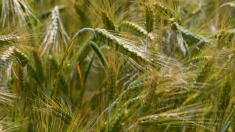 dicht veld van gerststengels met gouden en groene tinten, die de overvloedige groei en vitaliteit van het gewas tonen