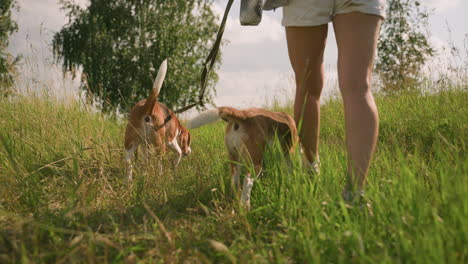 woman walking with her dogs in grassy field, back view showing dogs sniffing ground and wagging tails as they explore surroundings