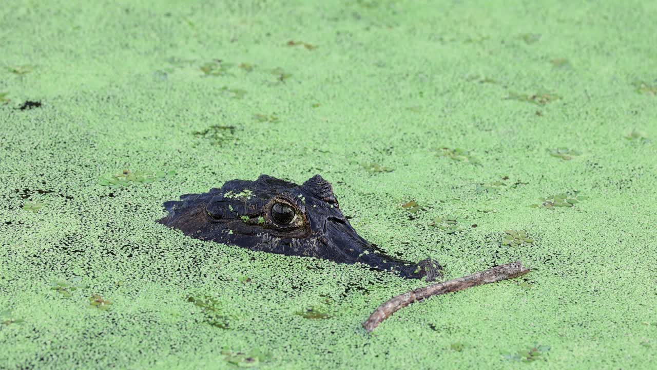 Pantanal alligator covered by aquatic vegetation, in the middle of vegetation, in the Pantanal, Brazil