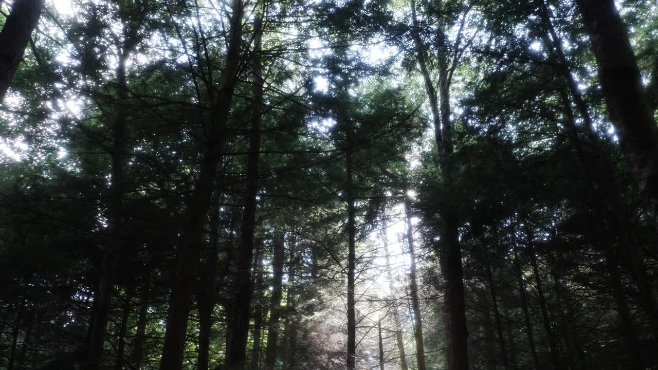 La luce del sole filtra attraverso un varco in una foresta nebbiosa