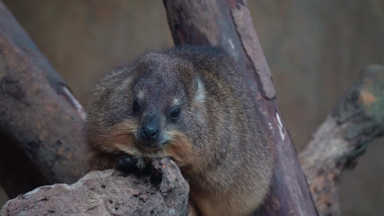 Un irace delle rocce (Procavia capensis) riposa su una superficie rocciosa, primo piano