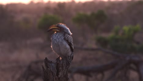 southern yellow-billed hornbill sitting on a trunk during sunset in africa, close-up