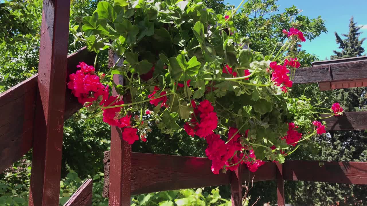 Scenic balcony view of vibrant pink Geranium flower pot with windswept trees background
